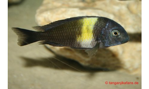 Tropheus duboisi Maswa